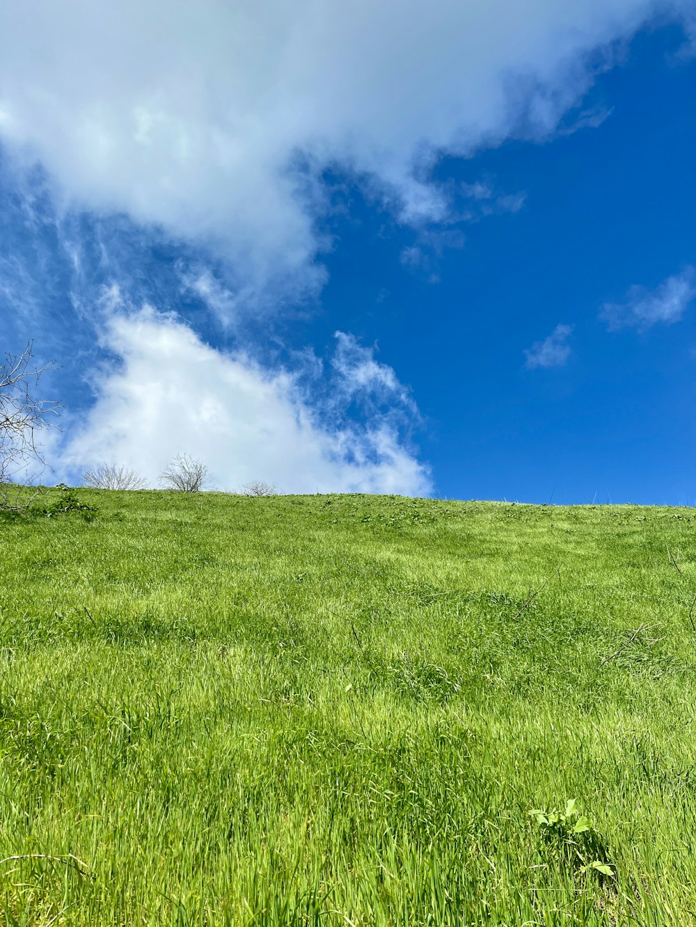 a grassy hill with a tree on top of it