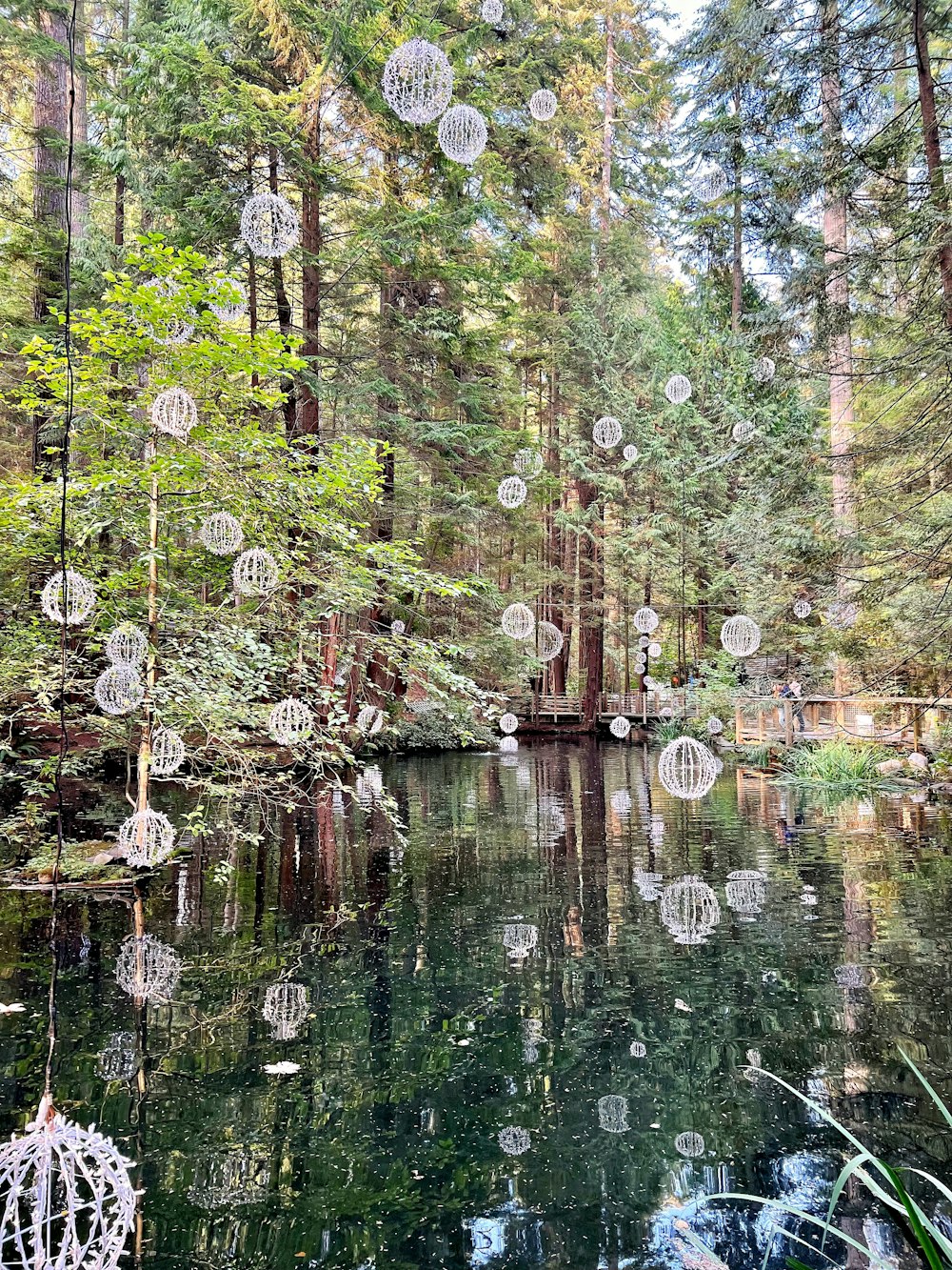 a body of water surrounded by lots of trees