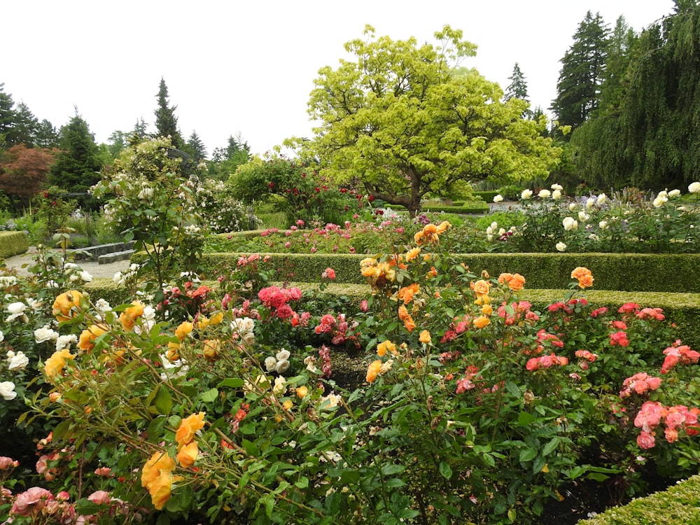 a garden filled with lots of colorful flowers