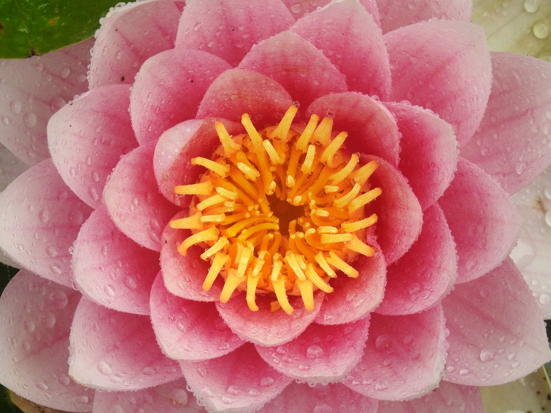 a pink flower with yellow center surrounded by water droplets