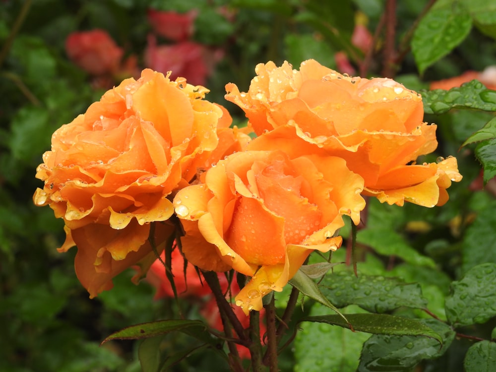 a couple of orange flowers with water droplets on them