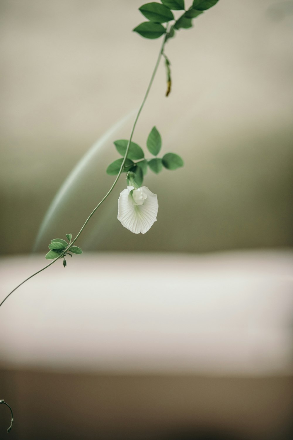 eine weiße Blume mit grünen Blättern in einer Vase