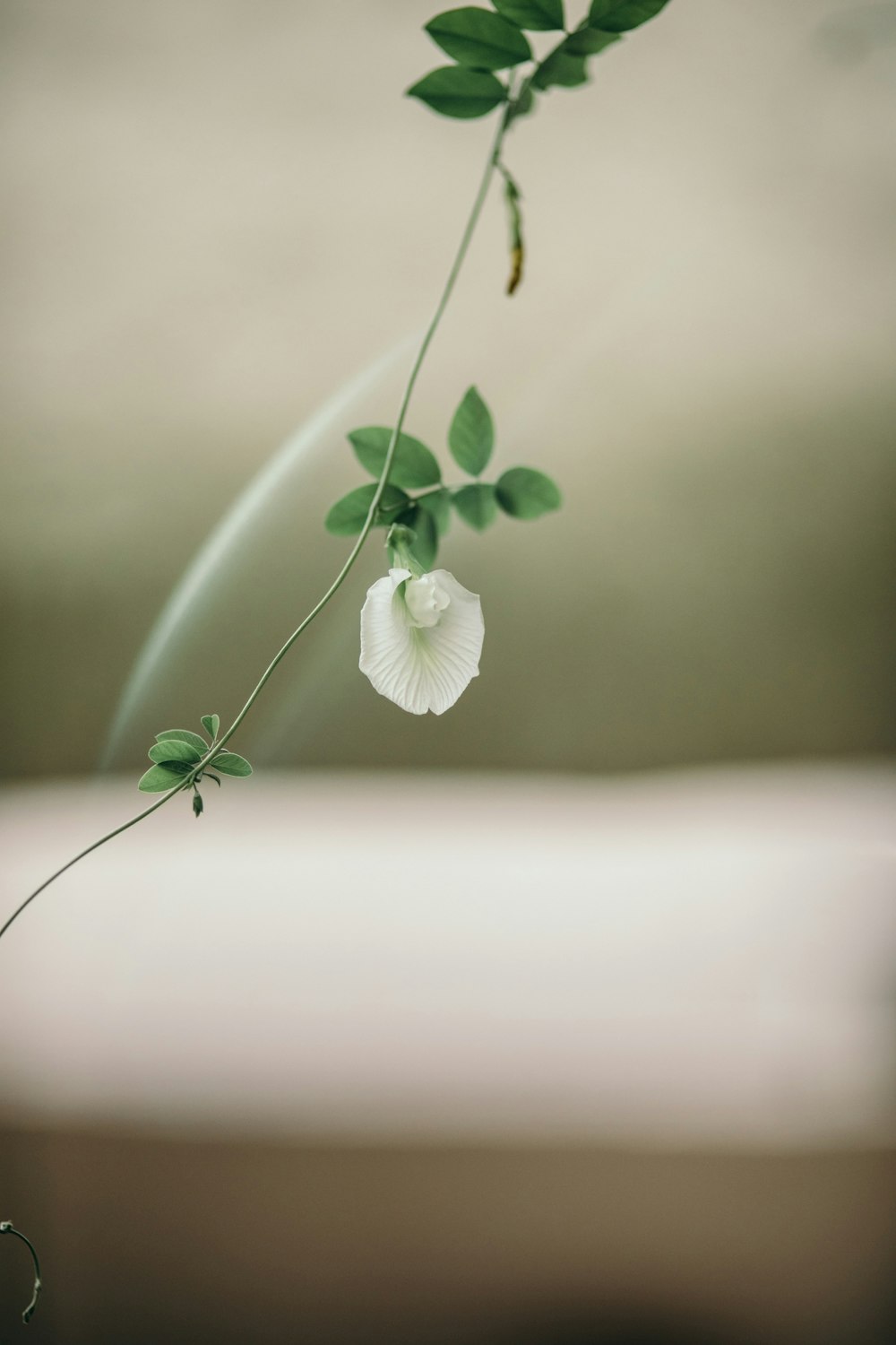 a white flower with green leaves in a vase