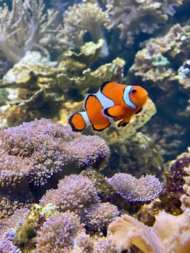 A vibrant orange clownfish with white stripes navigates through a colorful underwater coral reef. The scenery is filled with various corals in shades of purple, brown, and beige, creating a lively and natural habitat.