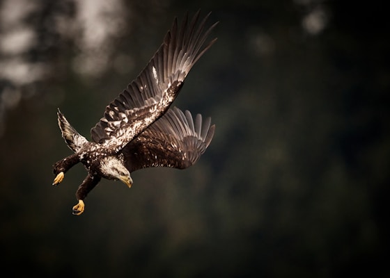 A majestic eagle is captured mid-flight with wings fully extended, showing detailed plumage in varying shades of brown and white. Its sharp talons are prominent as it angles its body downward, likely in preparation for a dive. The background is a blurred dark green, suggesting a forested area.