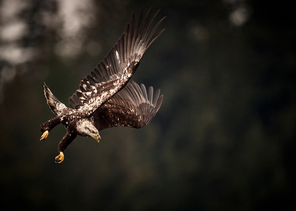 a bald eagle flying through the air with it's wings spread