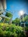 Lush greenery with various types of plants and trees fills the landscaped area amidst modern architecture. The sunlight creates a vibrant hue in the clear blue sky, casting shadows alongside the buildings and trees. Metal structures blend with the natural environment, adding a touch of modern design.