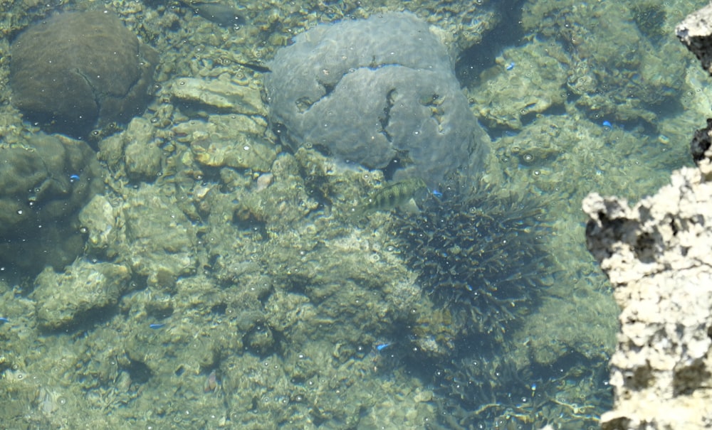 a group of fish swimming in a body of water