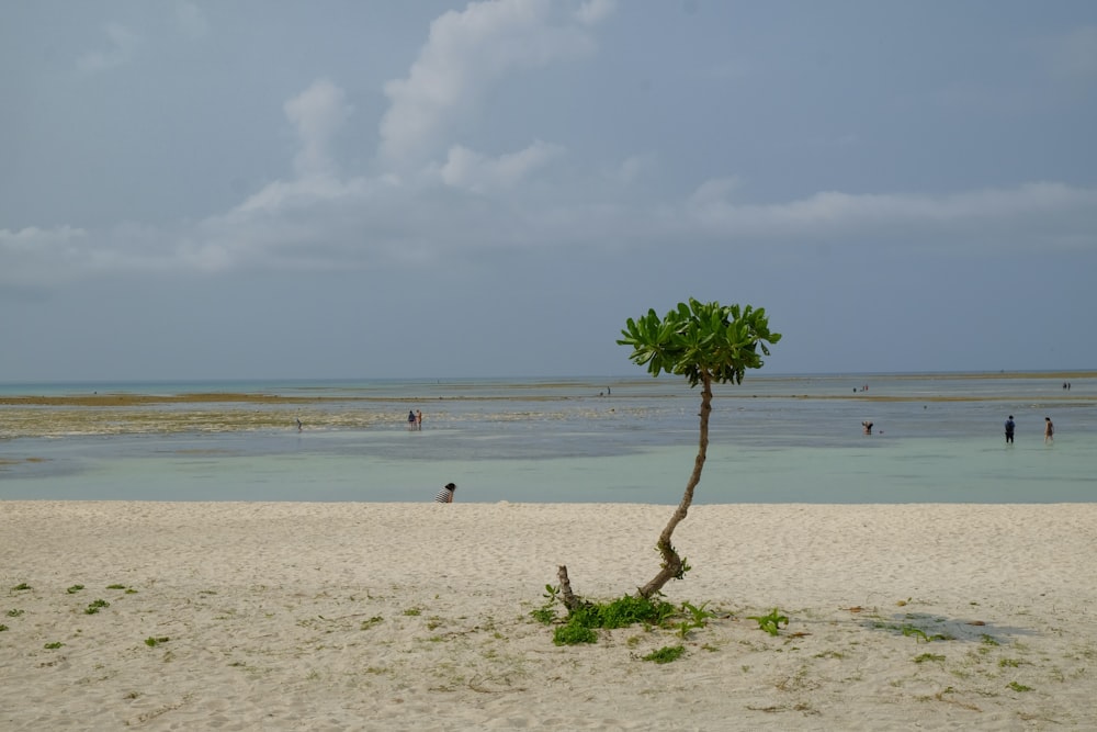 a palm tree on a beach with people in the water