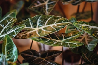 Close-up of lush green caladium leaves with intricate vein patterns