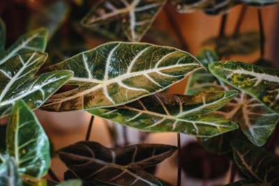 Close-up of lush green caladium leaves with intricate vein patterns