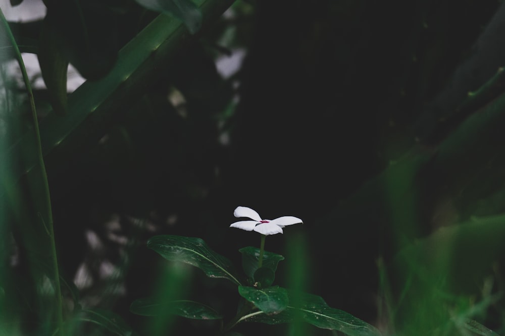 a small white flower sitting on top of a lush green field