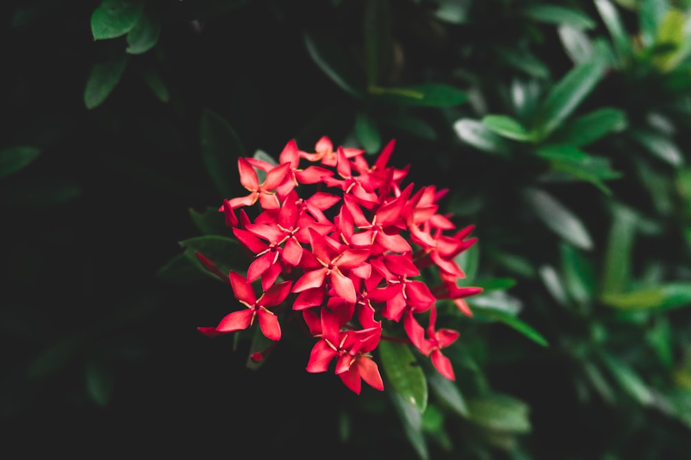 a bunch of red flowers that are on a bush