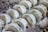 A group of translucent dumplings is arranged on a perforated metal steamer tray. The dumplings have a delicate, translucent skin and appear to be filled with a mixture containing green fillings, likely vegetables or herbs. The surface reflects a fresh, slightly shiny appearance.