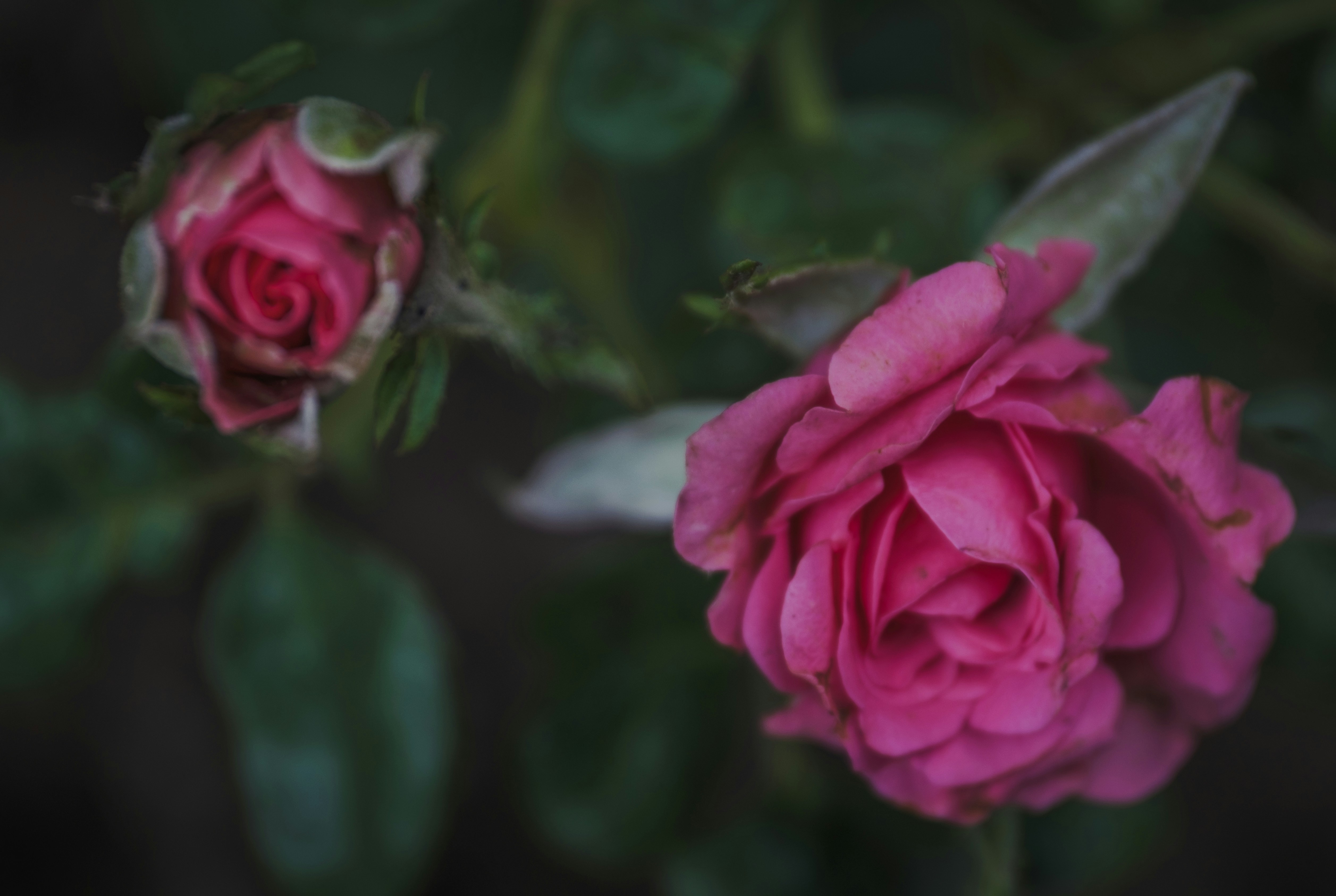 Photo by abhijit_sinha