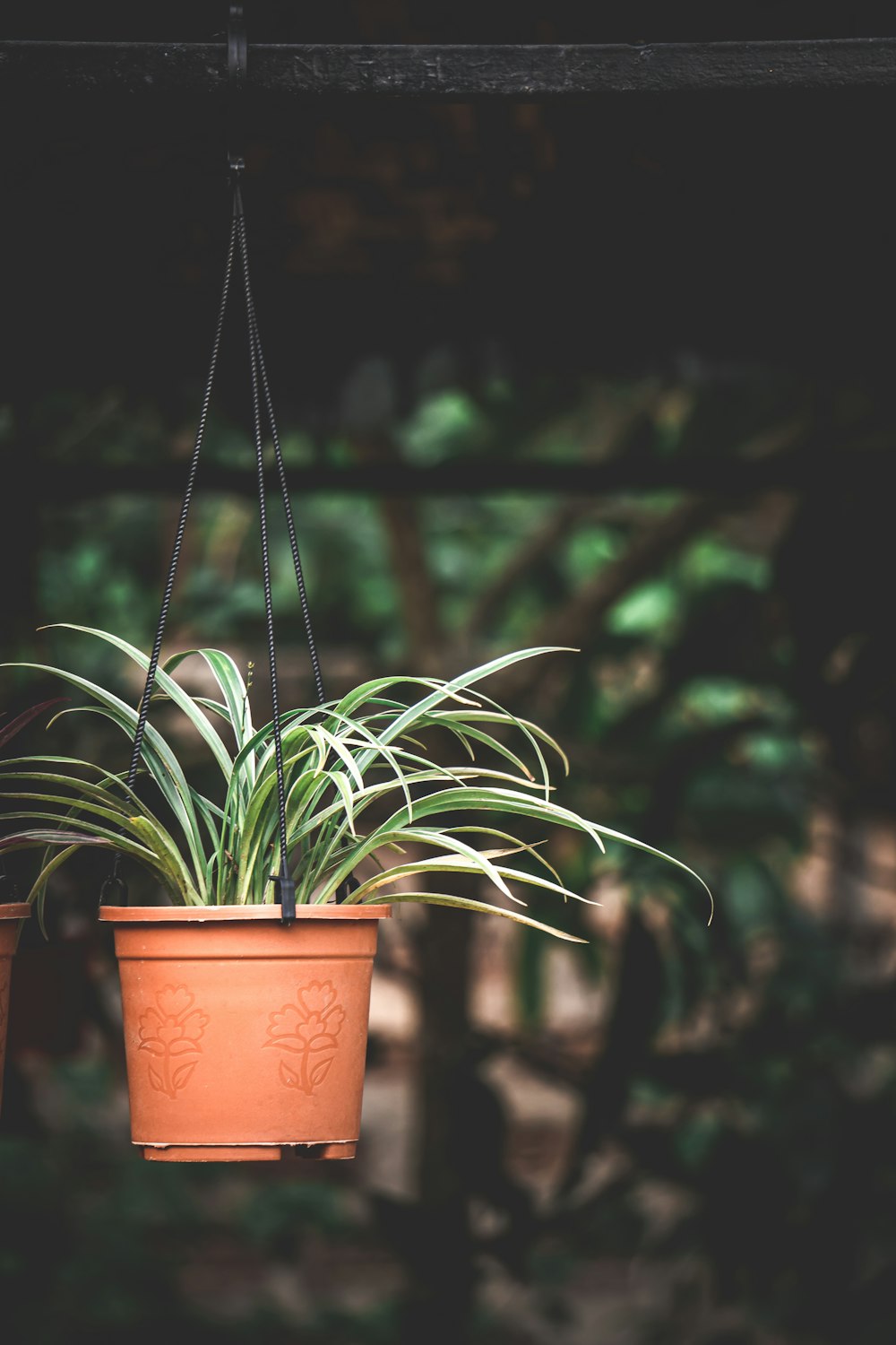 a couple of potted plants hanging from a ceiling