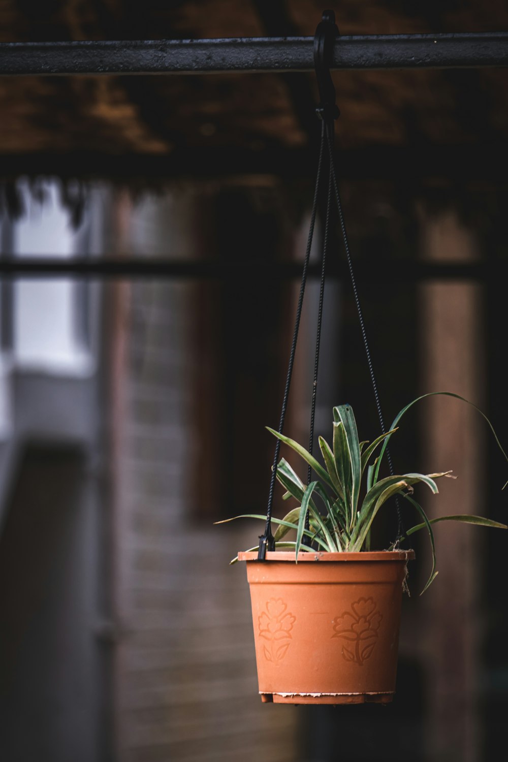 a potted plant hanging from a ceiling