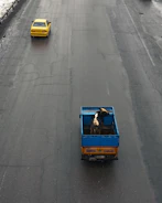 A truck transporting a cow and a yellow dog in Curitiba.