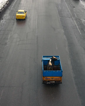 A truck transporting a cow and a yellow dog in Curitiba.