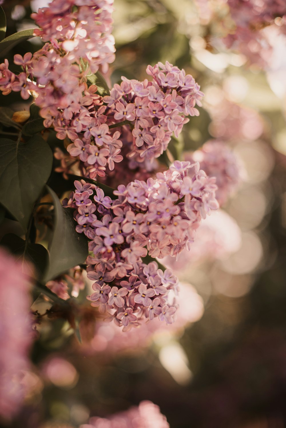 a close up of a bunch of pink flowers