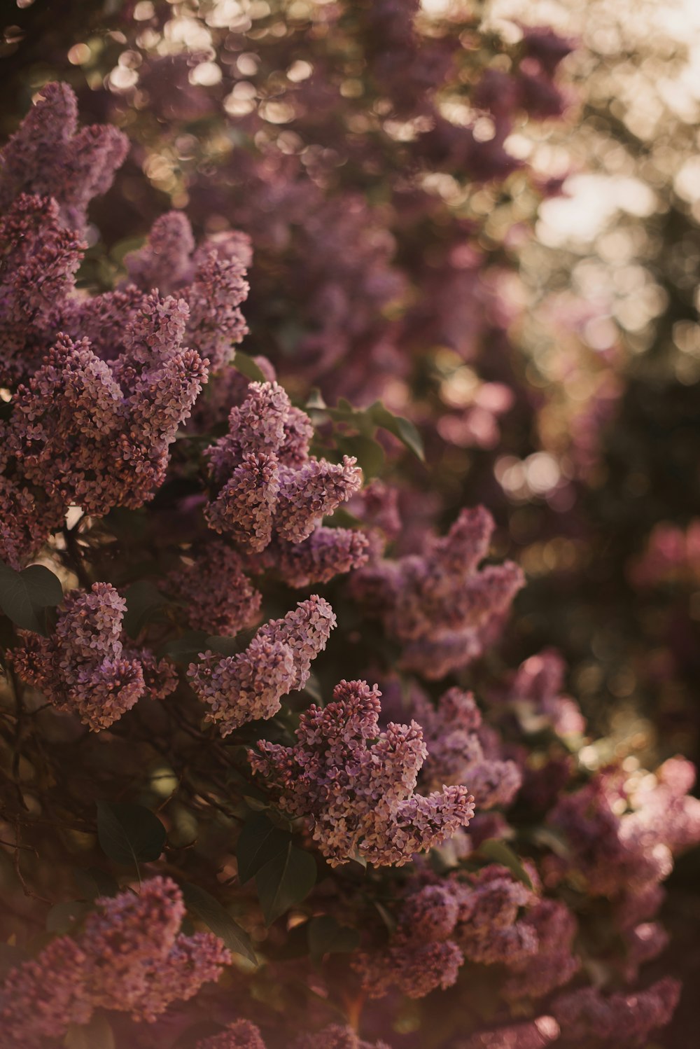 a bunch of purple flowers that are on a tree