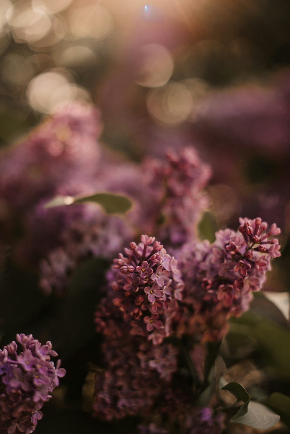 a close up of a bunch of purple flowers