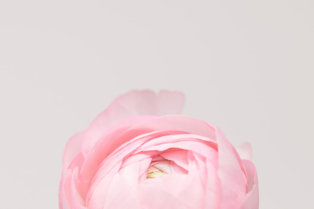 a single pink flower with a white background