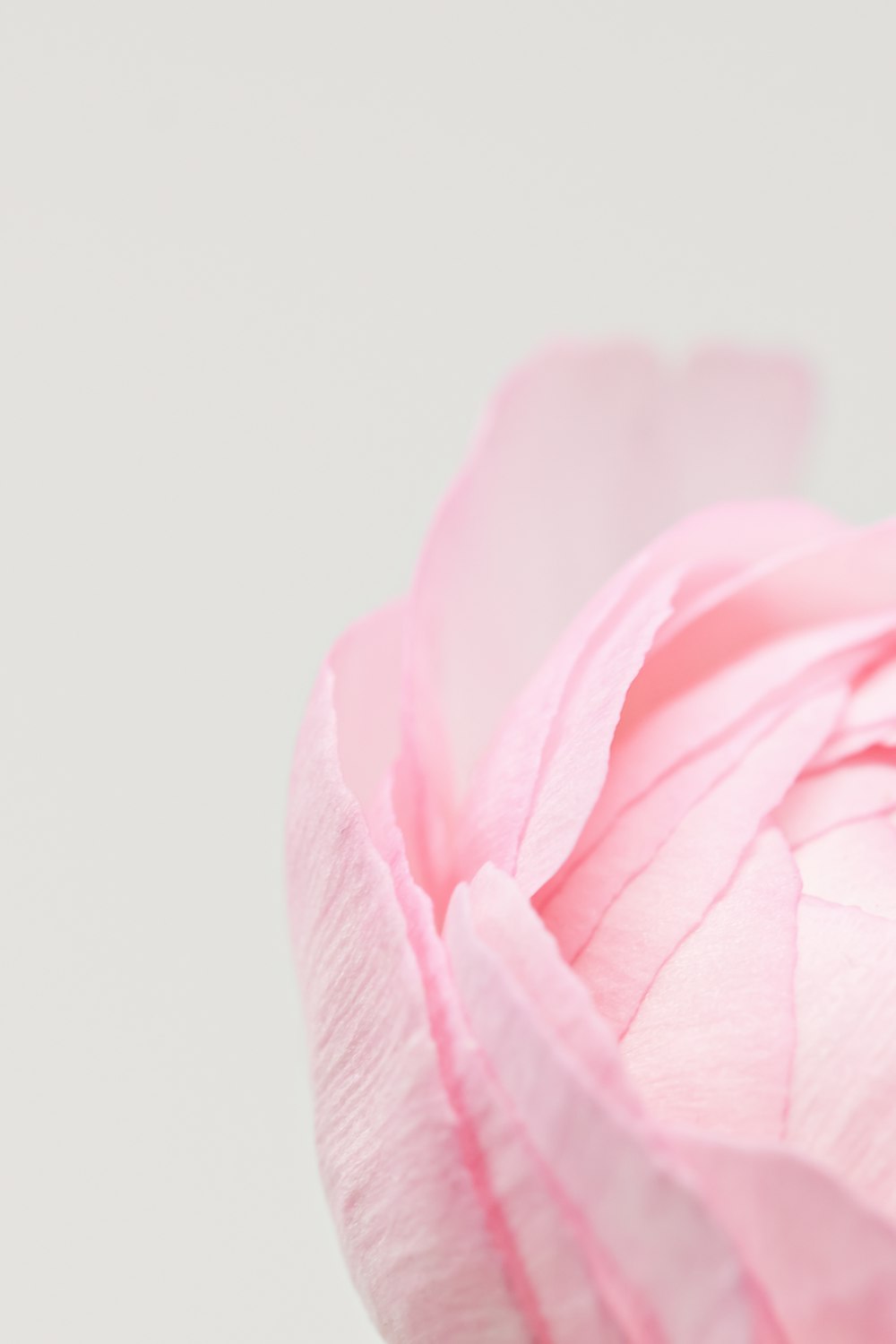 Un primer plano de una flor rosa sobre un fondo blanco