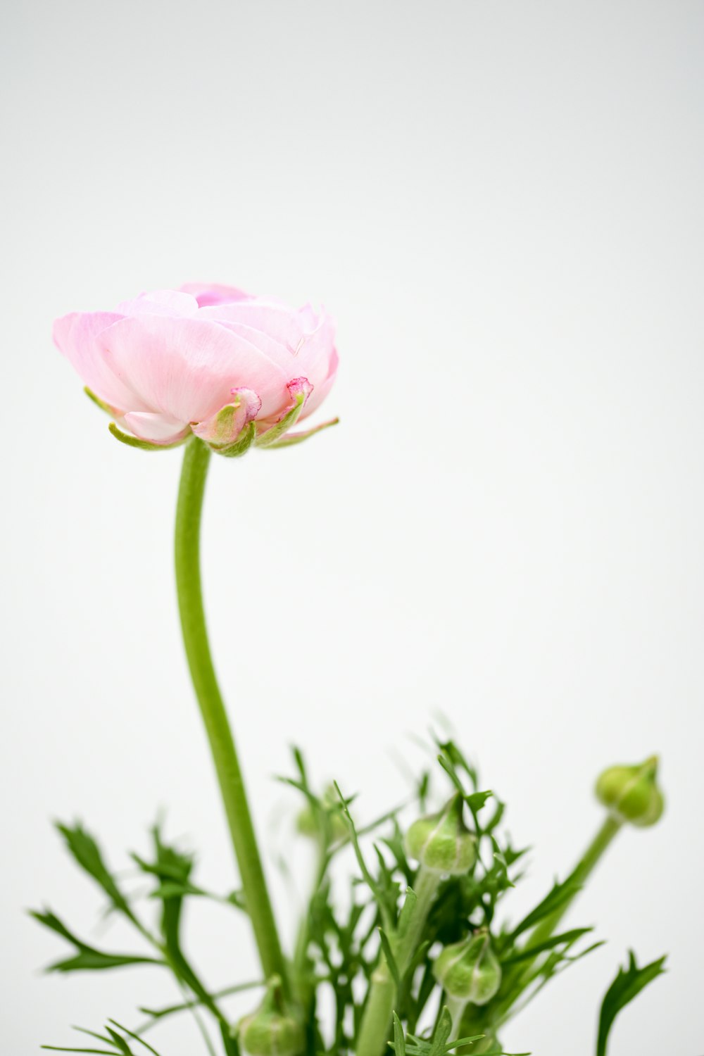 a pink flower with green stems in a vase
