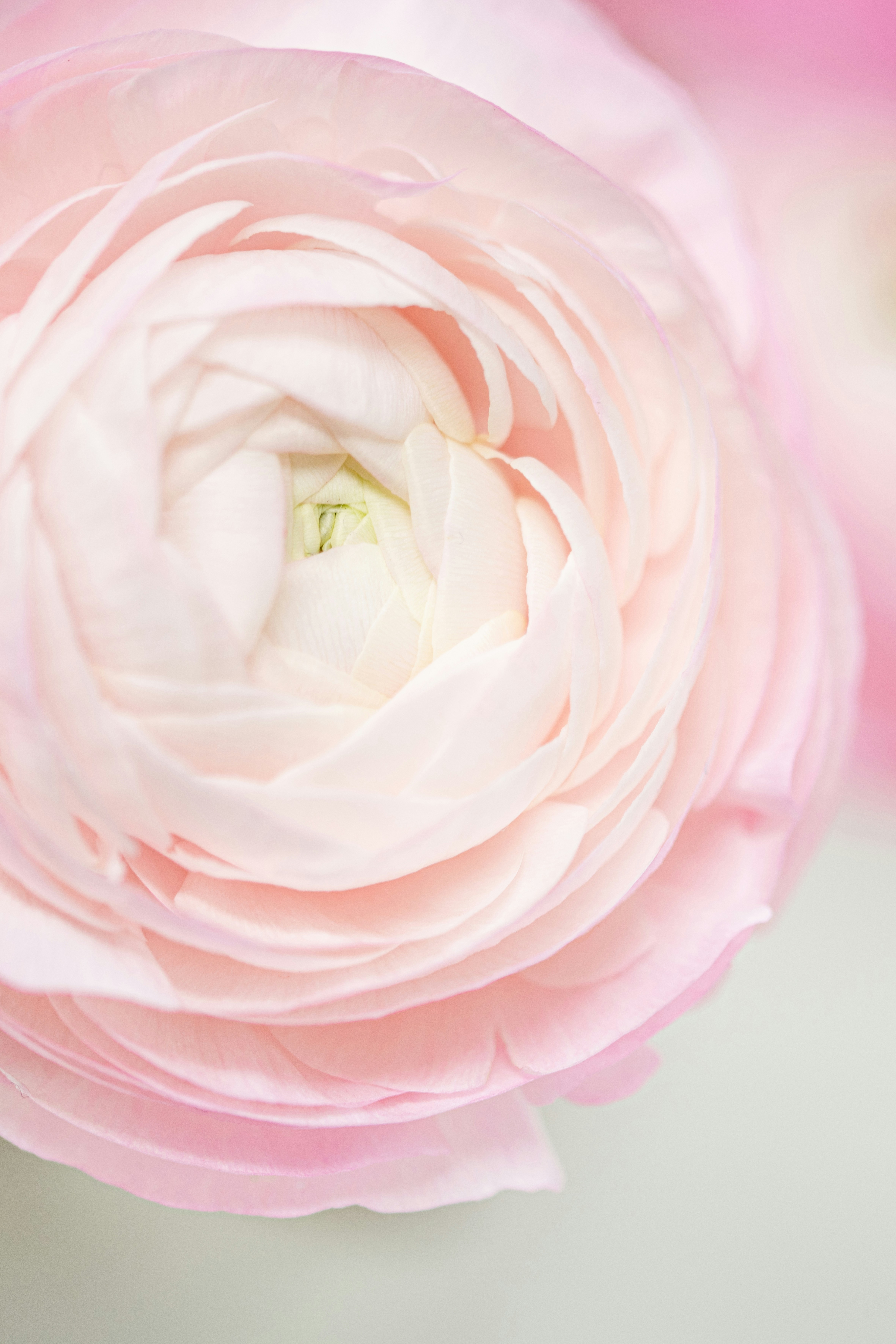 Photo by lauraadaiphoto