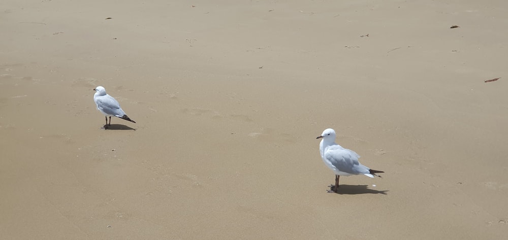 two seagulls walking on the sand of a beach