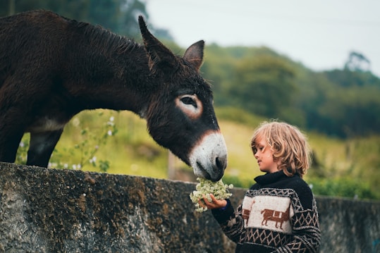 A child wearing a patterned sweater stands beside a stone wall, gently feeding a donkey with some flowers. The background is lush and green, suggesting a rural or countryside setting. The interaction appears serene and genuine.