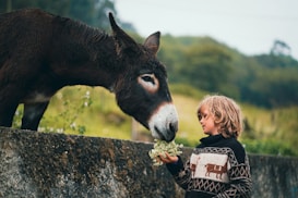A child wearing a patterned sweater stands beside a stone wall, gently feeding a donkey with some flowers. The background is lush and green, suggesting a rural or countryside setting. The interaction appears serene and genuine.