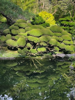 Cleared retention pond area with trimmed bushes and clean water flow on a commercial site