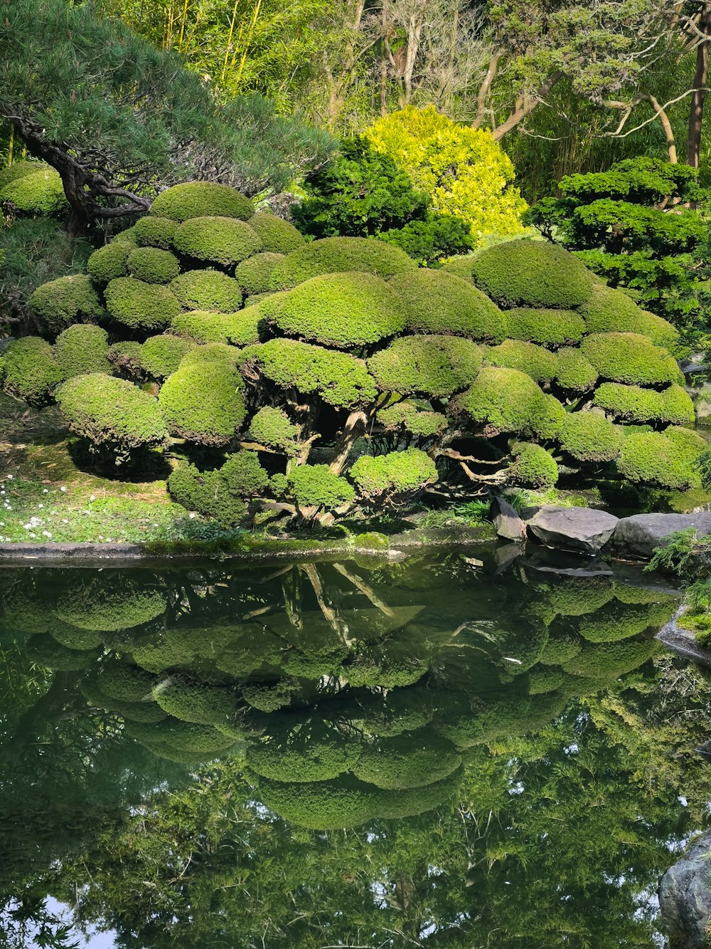 a pond surrounded by a lush green forest
