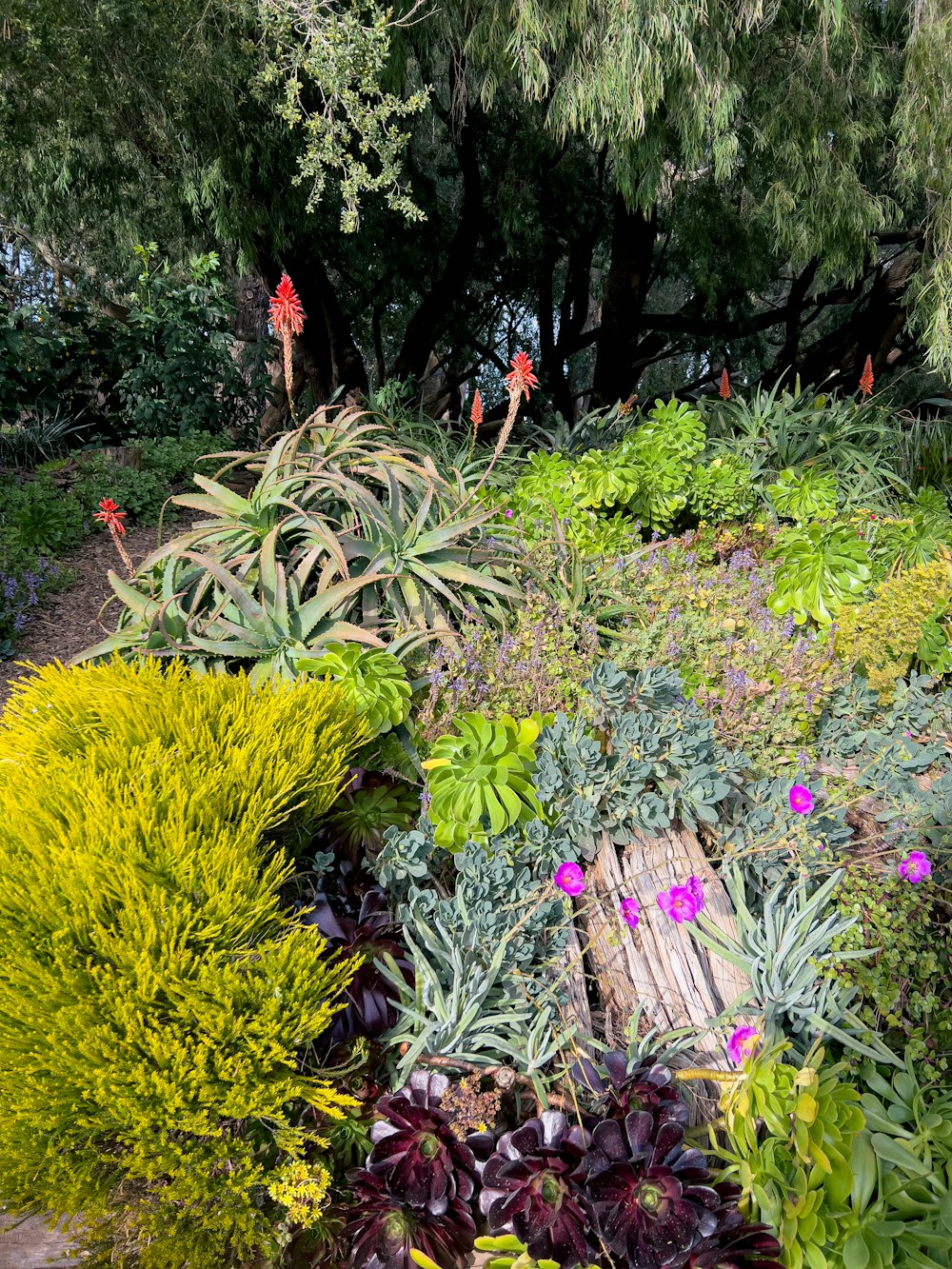 um jardim cheio de muitos tipos diferentes de plantas