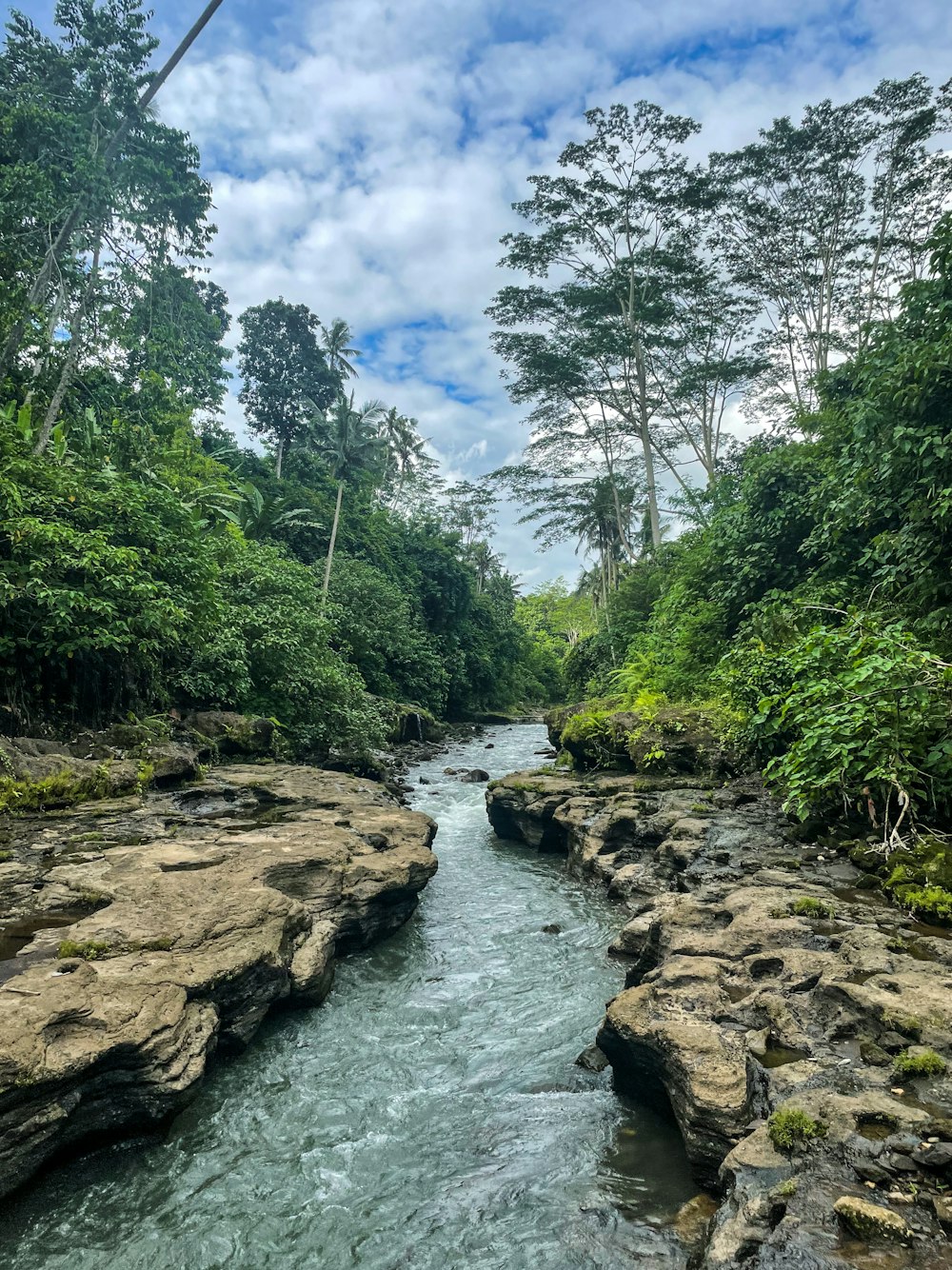 a river running through a lush green forest