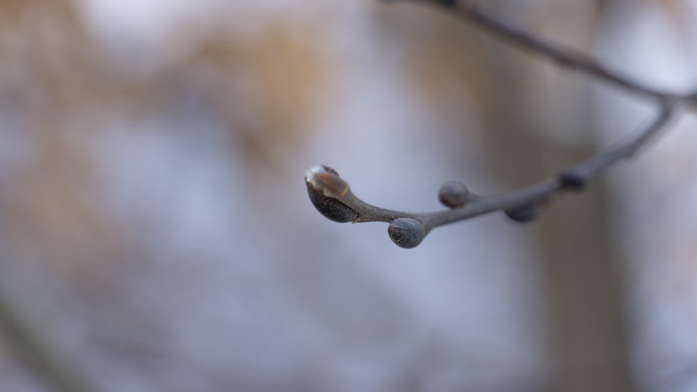 a close up of a tree branch with leaves