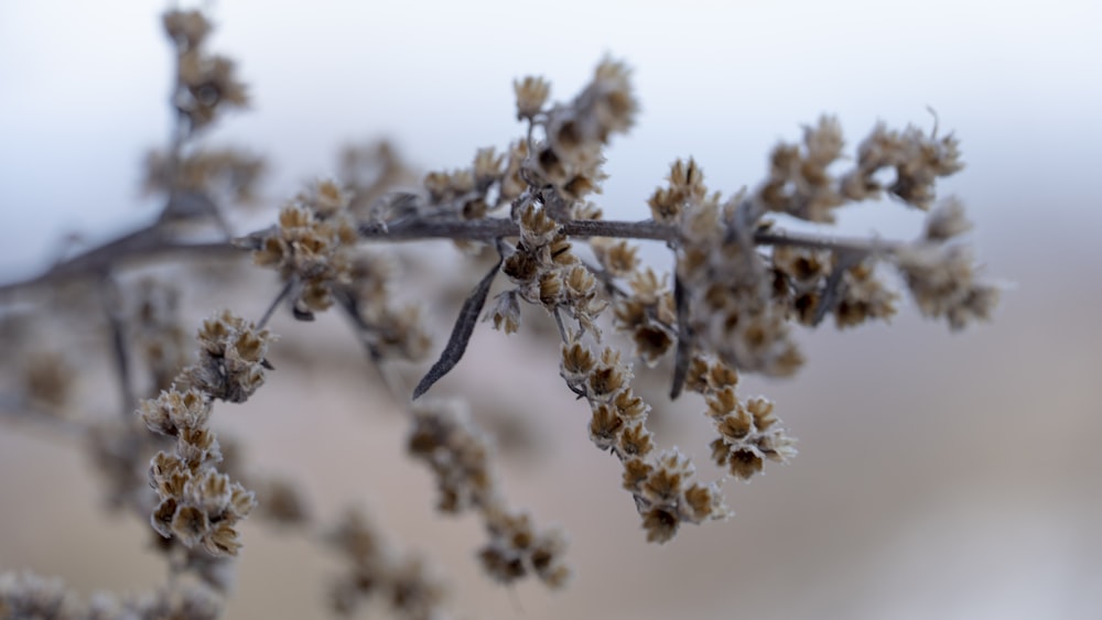 a close up of a branch with small flowers