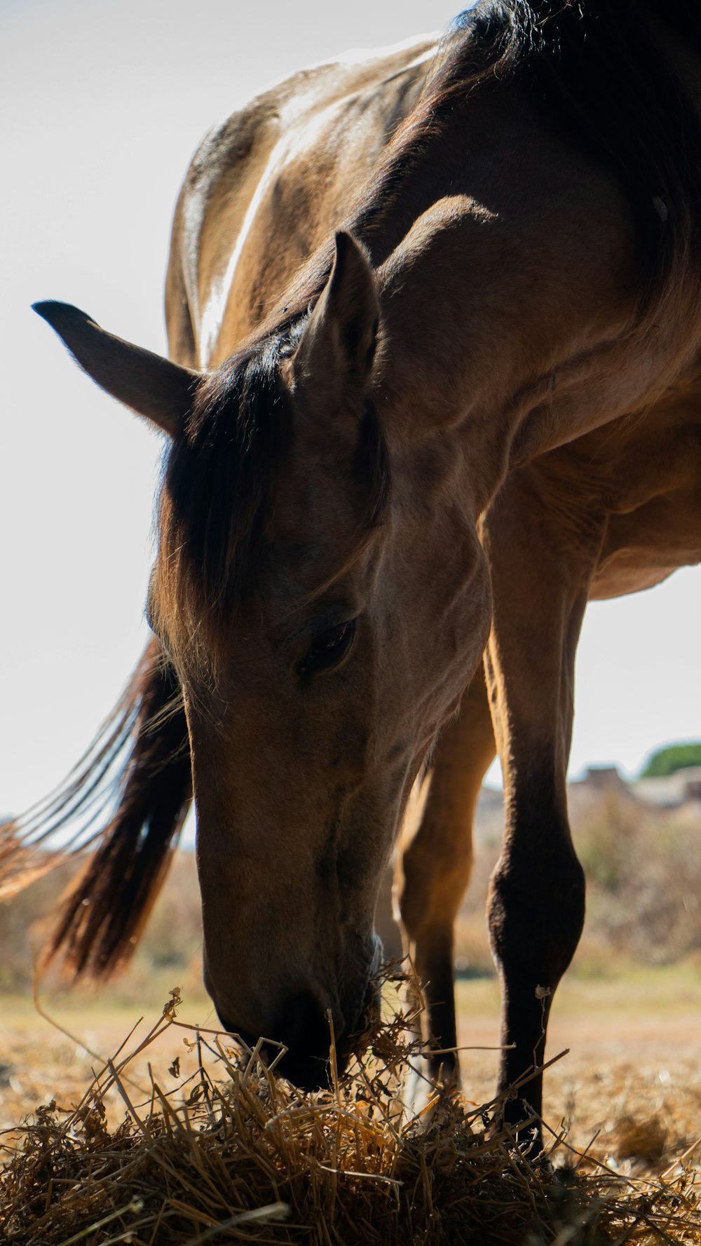 a brown horse eating hay in a field