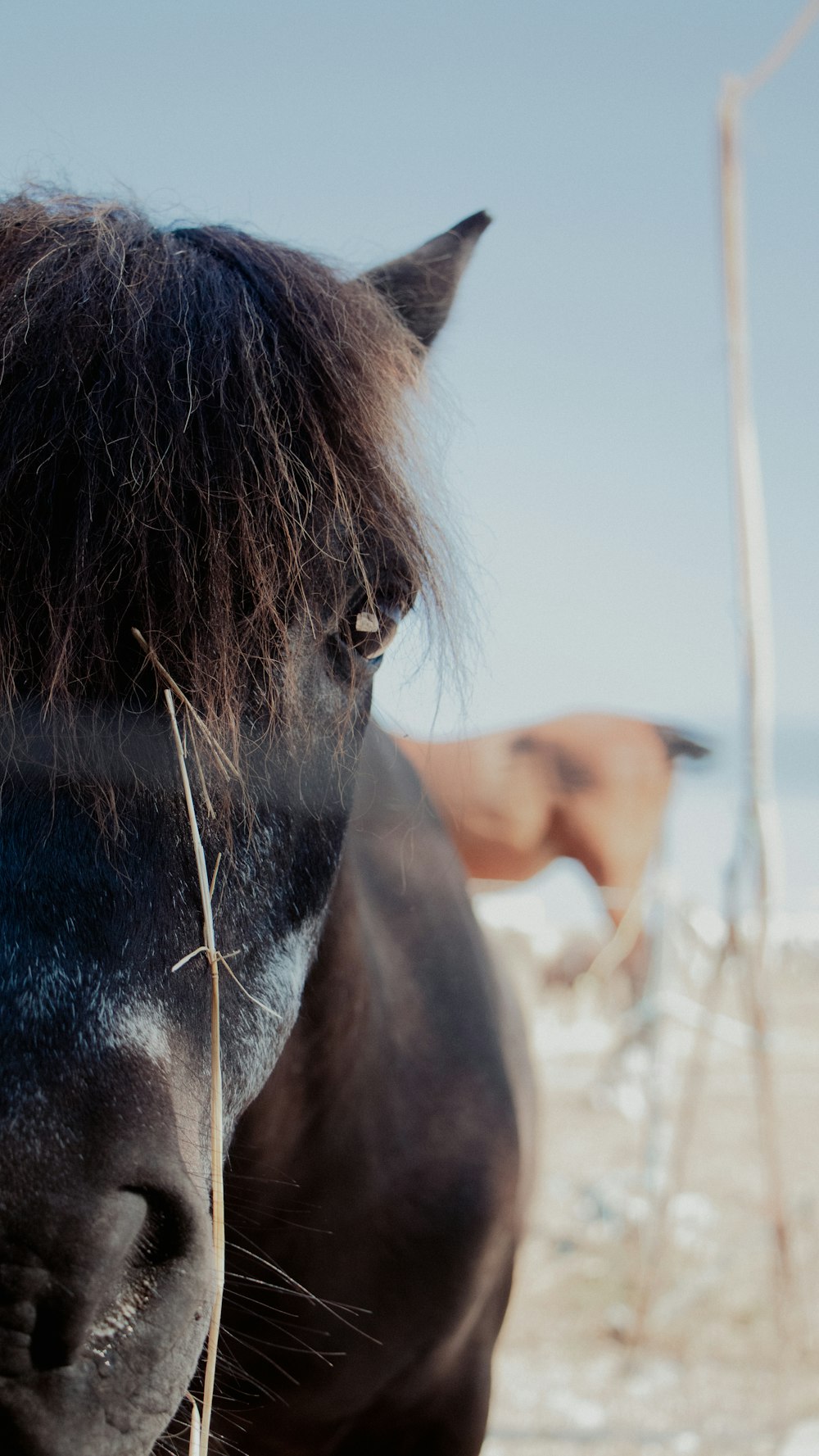 a black horse standing on top of a snow covered field