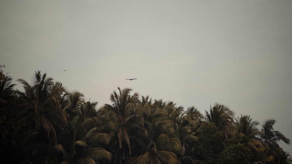 a plane flying over some palm trees on a cloudy day