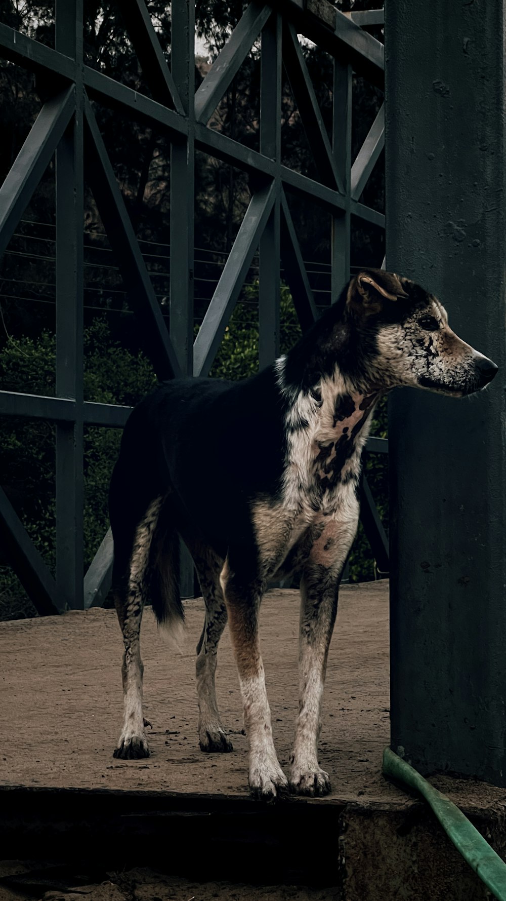 a black and white dog standing next to a metal structure