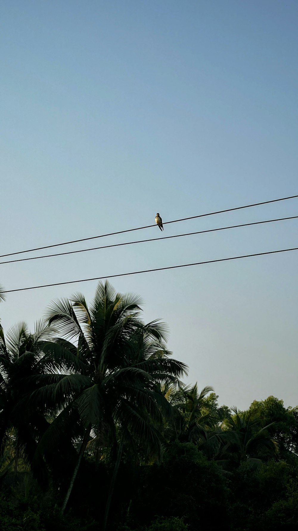 a bird sitting on a power line with palm trees in the background