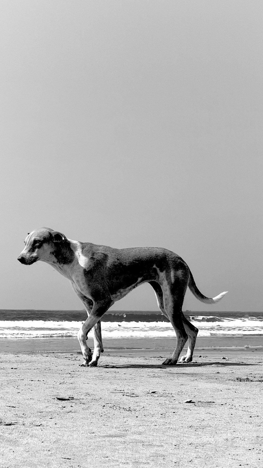 a dog walking across a beach next to the ocean