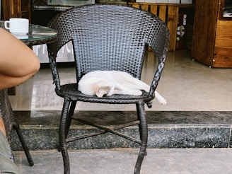 A white cat is comfortably sleeping on a dark wicker chair in what appears to be a cafe or outdoor setting. A white coffee cup is placed on a glass table nearby, and part of a person's arm is visible. The background features wooden and tiled elements, giving a cozy, rustic feel.