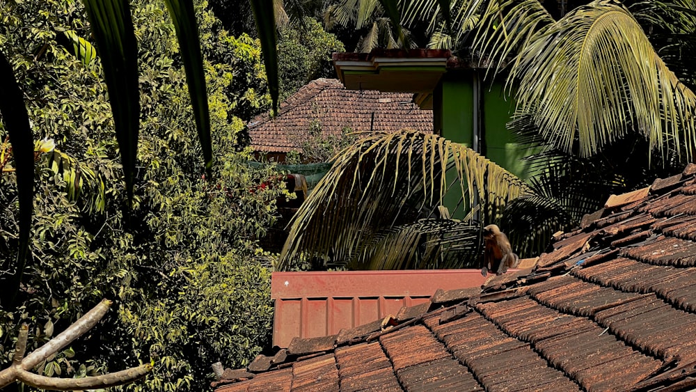 a bird sitting on the roof of a house