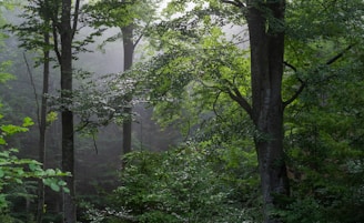 a forest filled with lots of green trees