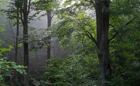 a forest filled with lots of green trees