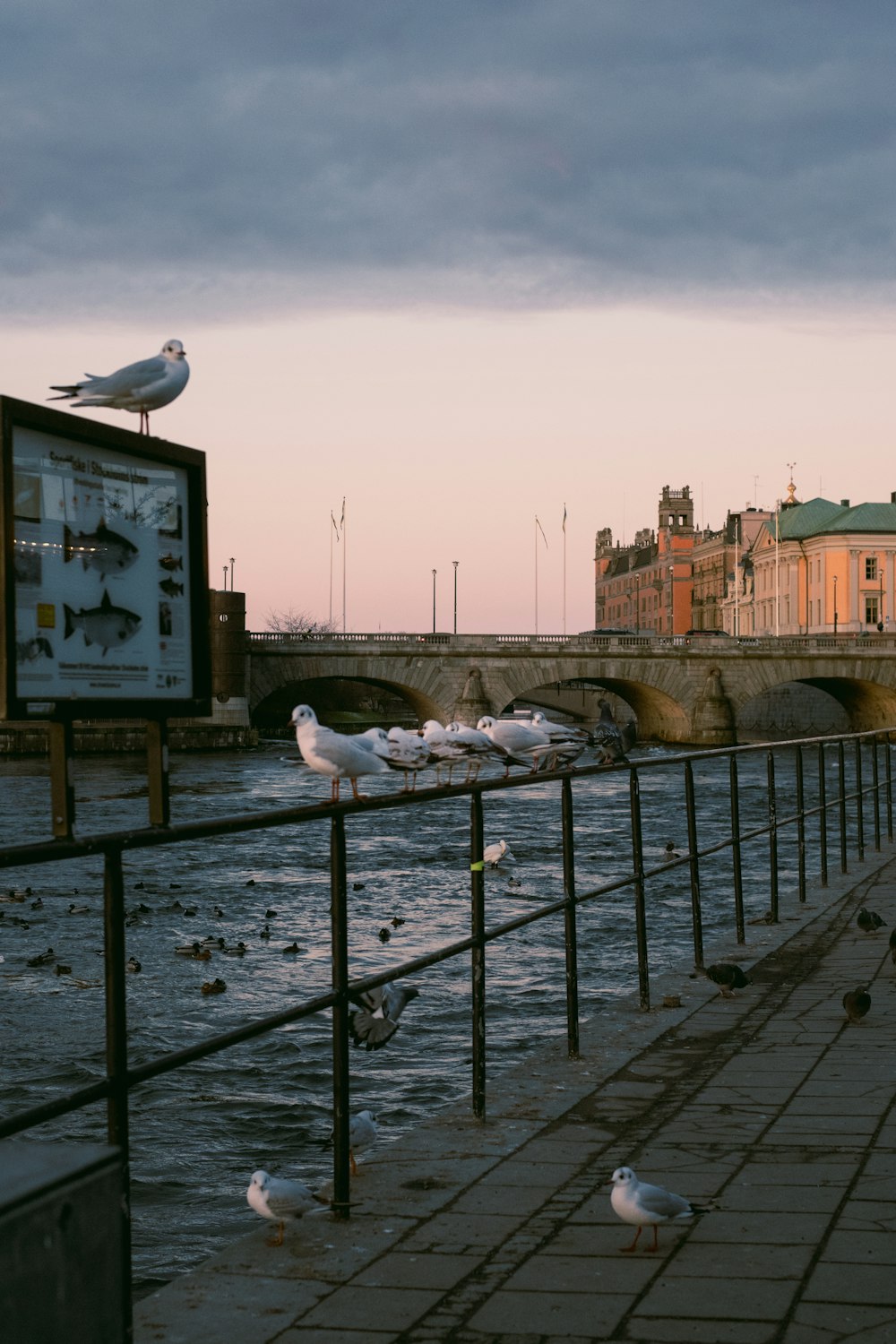 Las gaviotas están sentadas en una barandilla cerca del agua